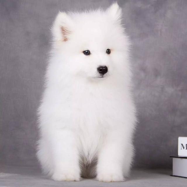 150億市場潛力，辦公室裝修也要開始考慮狗狗的感受了