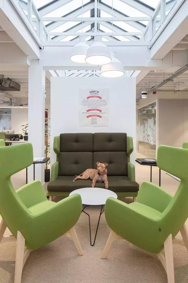 150億市場潛力，辦公室裝修也要開始考慮狗狗的感受了